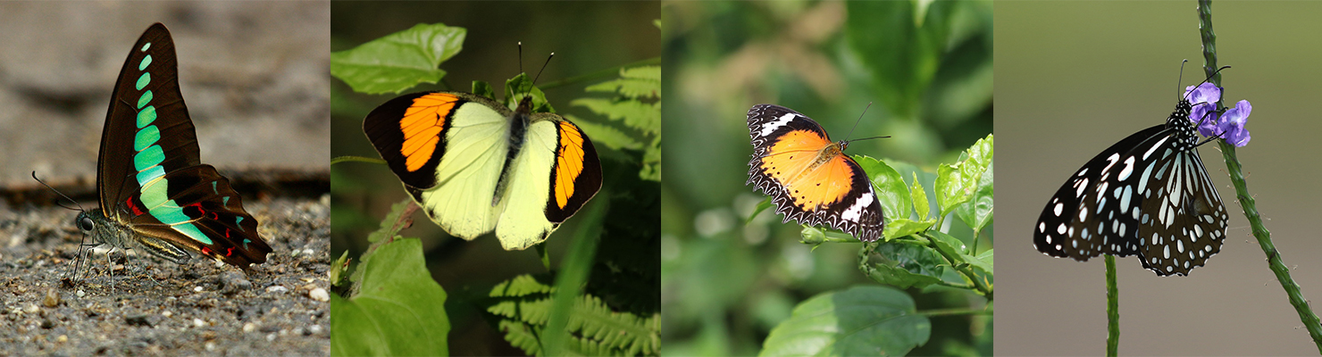 BUTTERFLIES-OF-NORTH-EASTERN-INDIA