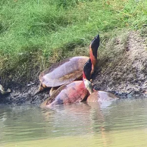 Northern River Terrapin