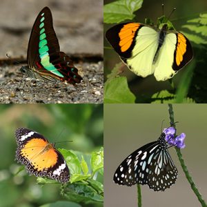 Butterflies of North Eastern INDIA