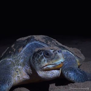 Experiencing the Ocean’s Major Wildlife Spectacle – Olive Ridley Turtle Mass Nesting