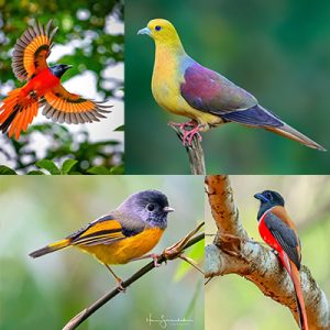 Dazzling Western Ghats
