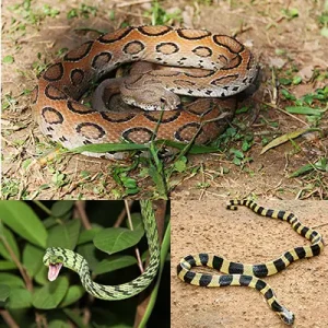 WHEN URBANIZATION INVADES THEIR HABITAT, CAN SNAKES COHABIT WITH HUMANS?